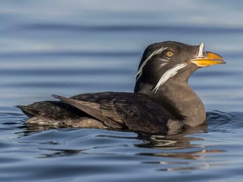 Rhinoceros Auklet