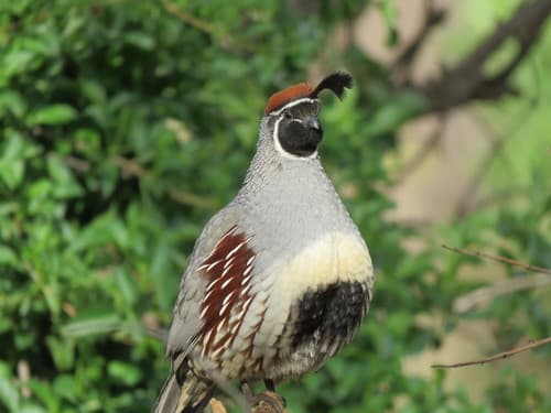Gambel's Quail