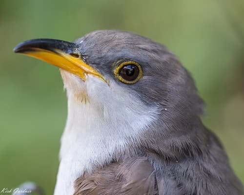 Yellow-billed Cuckoo