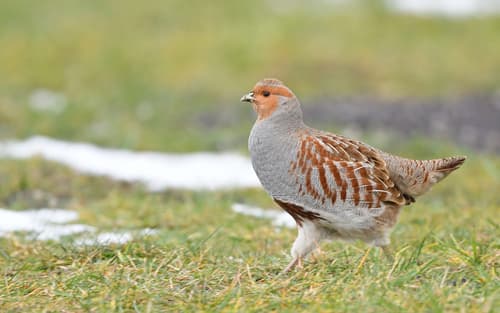Grey Partridge