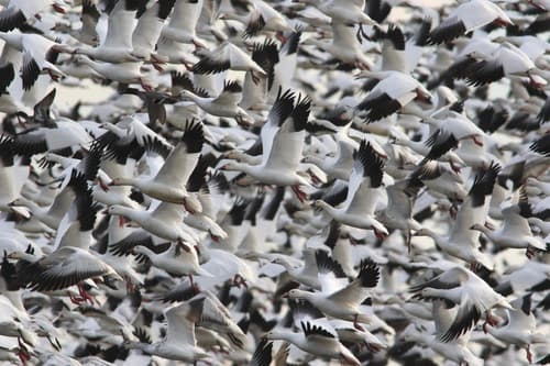 Snow Goose