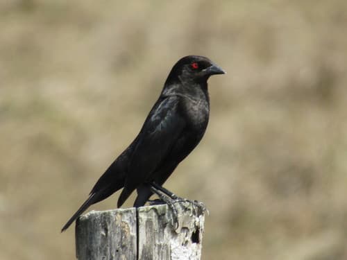 Bronzed Cowbird