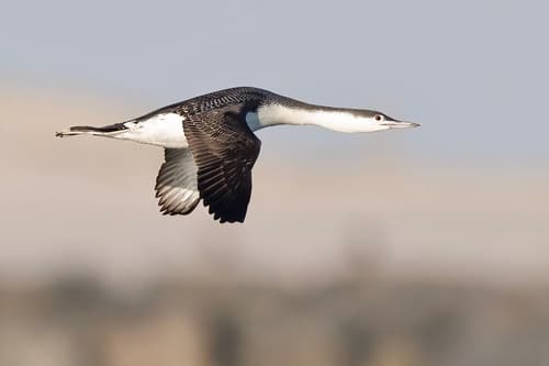 Red-throated Loon