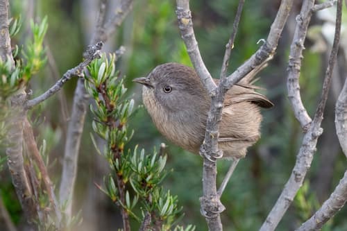 Wrentit