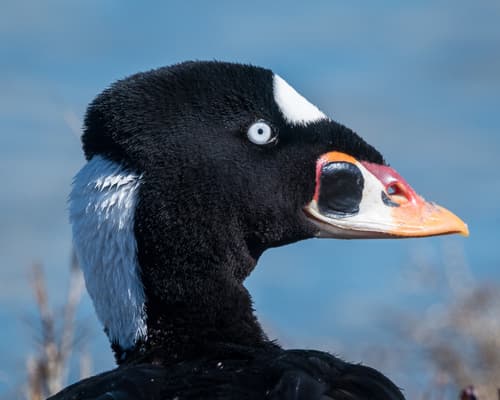 Surf Scoter