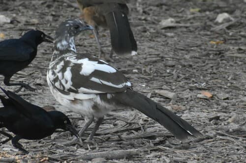 Plain Chachalaca