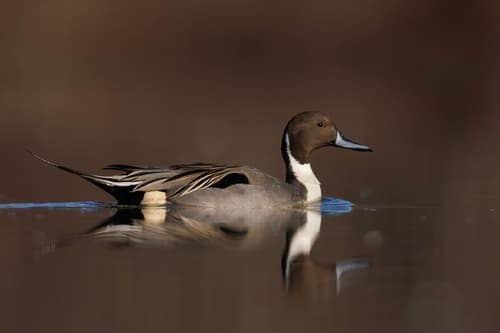 Northern Pintail