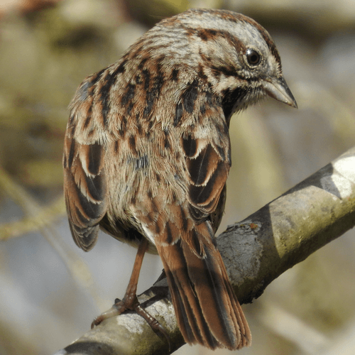 Song Sparrow