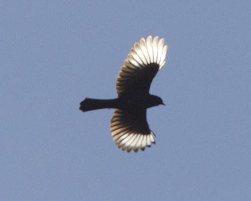 Phainopepla
