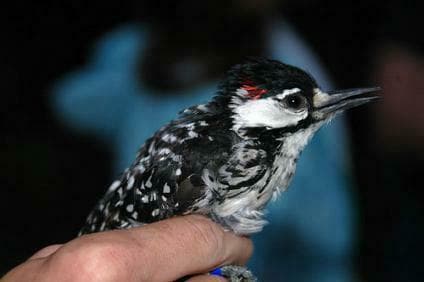Red-cockaded Woodpecker