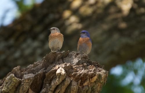 Western Bluebird