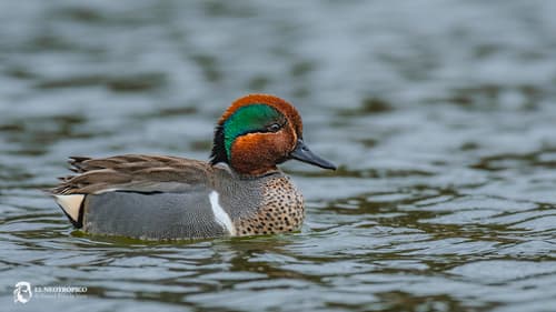 Eurasian Teal