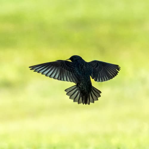 Common Starling
