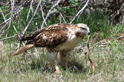 Red-tailed Hawk