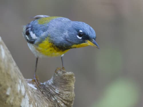 Northern Parula