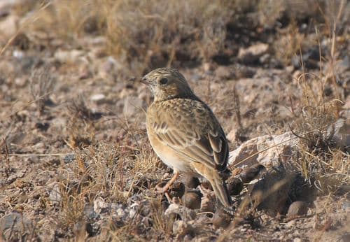 Sprague's Pipit