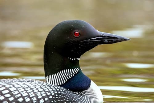 Common Loon