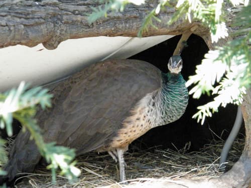 Indian Peafowl