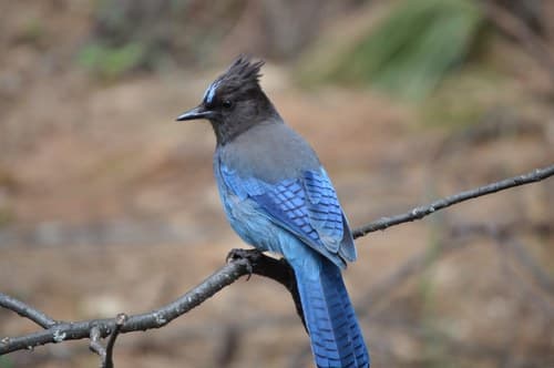 Steller's Jay