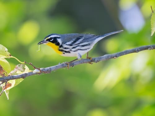 Yellow-throated Warbler