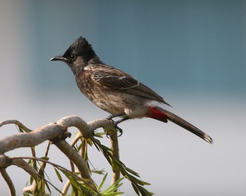 Red-vented Bulbul
