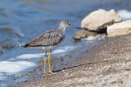 Greater Yellowlegs