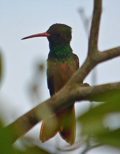 Buff-bellied Hummingbird
