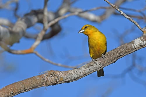 Red Tanager