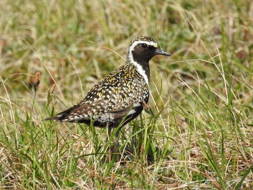 Pacific Golden Plover