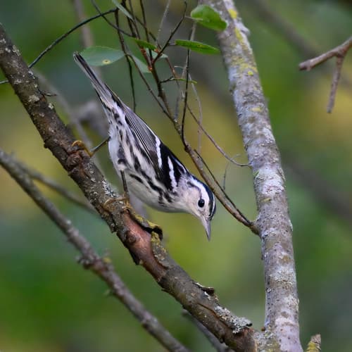 Black-and-white Warbler