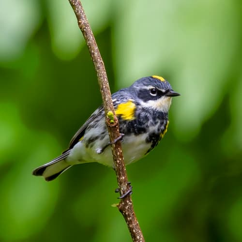 Myrtle Warbler