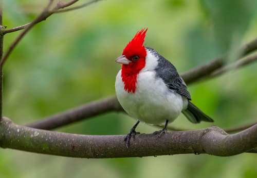 Red-crested Cardinal