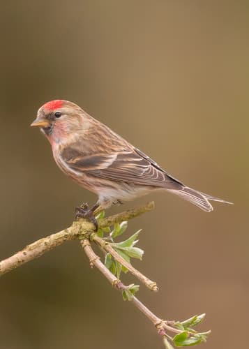 Common Redpoll