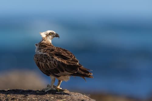 Osprey