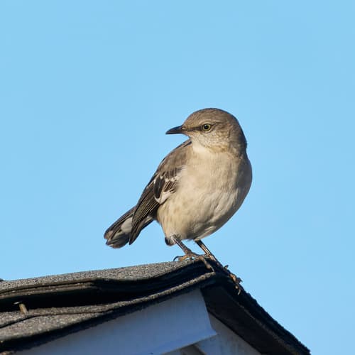 Northern Mockingbird