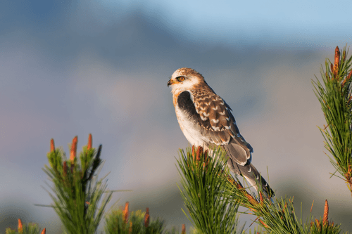 White-tailed Kite