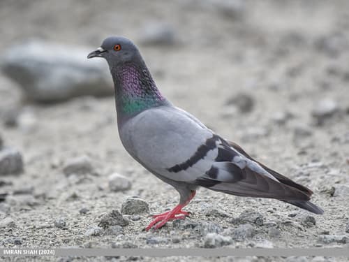 Rock Dove