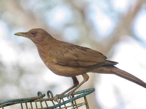 Clay-colored Thrush