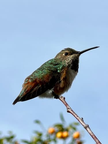 Allen's Hummingbird