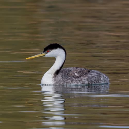 Western Grebe