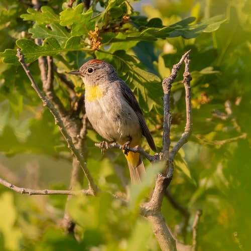 Virginia's Warbler