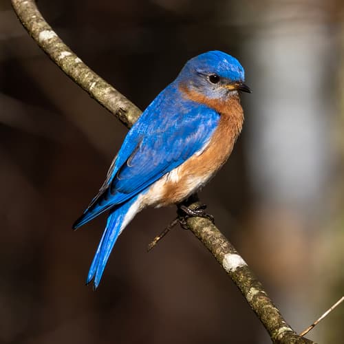 Eastern Bluebird