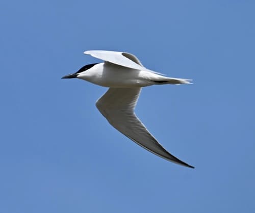Gull-billed Tern