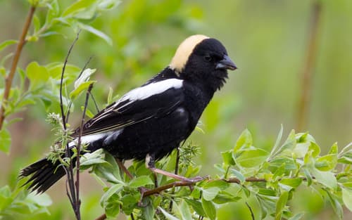 Bobolink