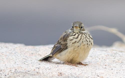 Buff-bellied Pipit