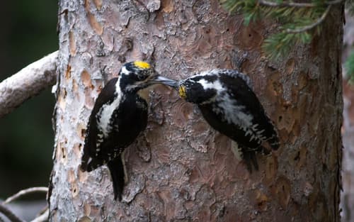 American Three-toed Woodpecker