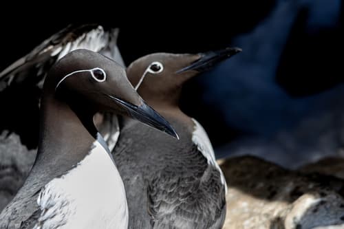 Common Murre