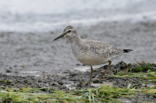 Red Knot