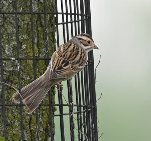 Clay-colored Sparrow