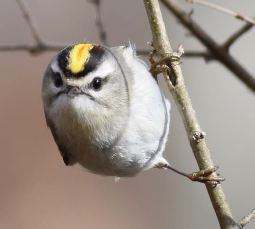 Golden-crowned Kinglet